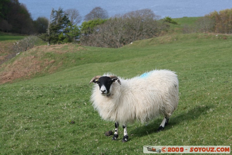 Mull - Glengorm - Sheep
Croig, Argyll and Bute, Scotland, United Kingdom
Mots-clés: animals Mouton