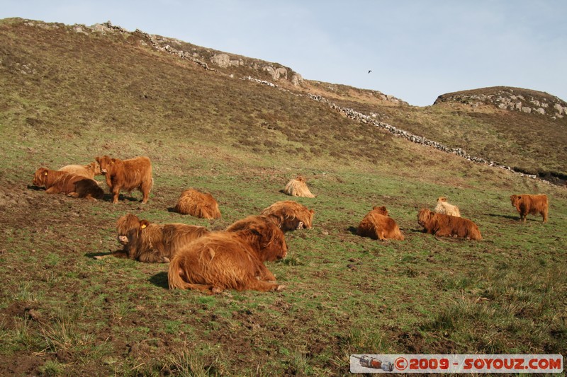 Mull - Glengorm - Highland Cows
Tobermory, Argyll and Bute, Scotland, United Kingdom
Mots-clés: animals vaches