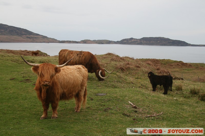 Mull - Kilninian - Highland cows
B8073, Argyll and Bute PA75 6, UK
Mots-clés: animals vaches