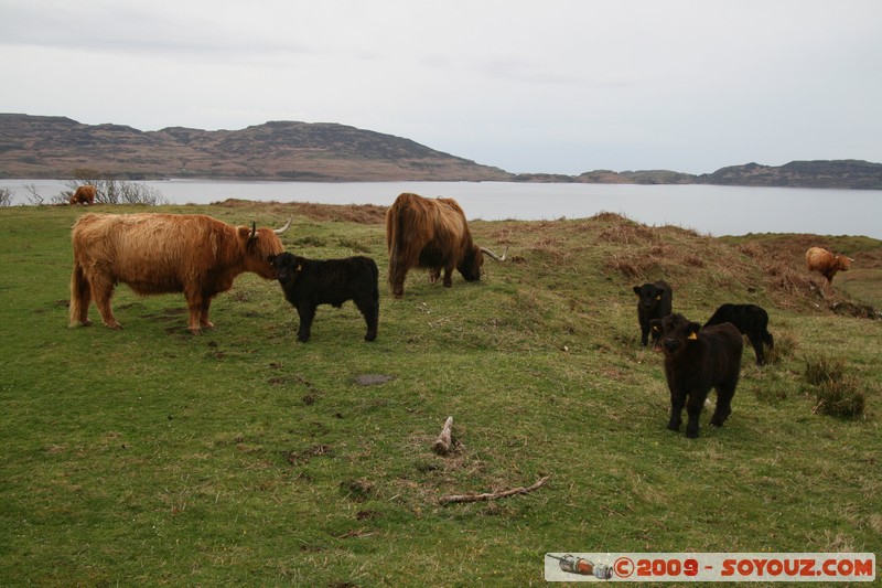 Mull - Kilninian - Highland cows
B8073, Argyll and Bute PA75 6, UK
Mots-clés: animals vaches