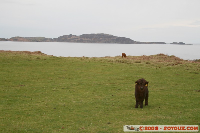 Mull - Kilninian - Highland cows
B8073, Argyll and Bute PA75 6, UK
Mots-clés: animals vaches