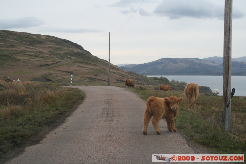 Mull - Cows
B8073, Argyll and Bute PA75 6, UK
Mots-clés: animals vaches