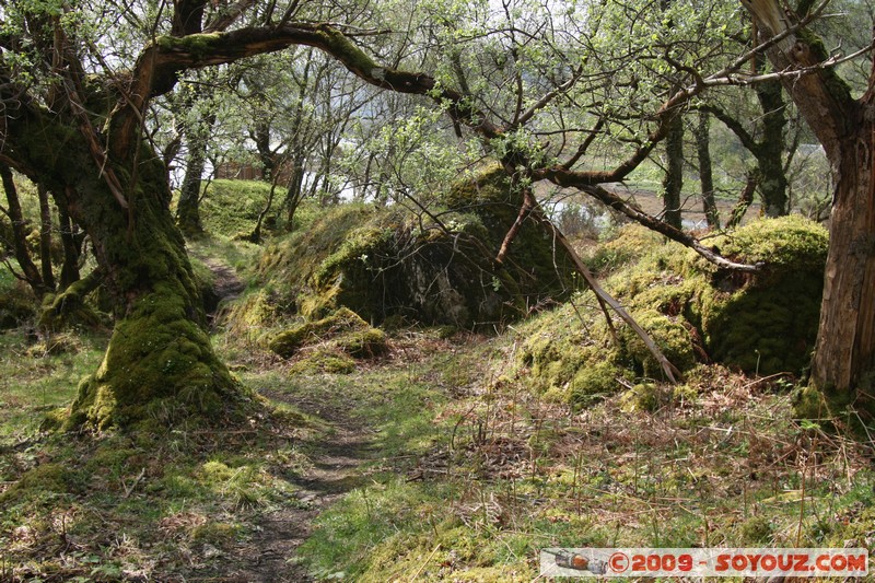 Highland - Larachbeg
Acharn, Highland, Scotland, United Kingdom
Mots-clés: Arbres