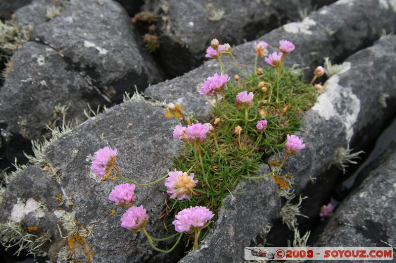 Skye - Elgol
Elgol, Highland, Scotland, United Kingdom
Mots-clés: fleur