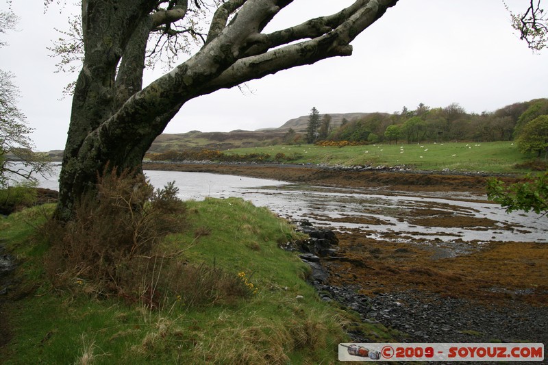 Skye - Dunvegan Castle
Dunvegan, Highland, Scotland, United Kingdom
Mots-clés: mer Arbres