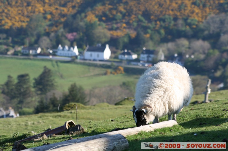 Skye - Uig - Sheep
Uig, Highland, Scotland, United Kingdom
Mots-clés: animals Mouton