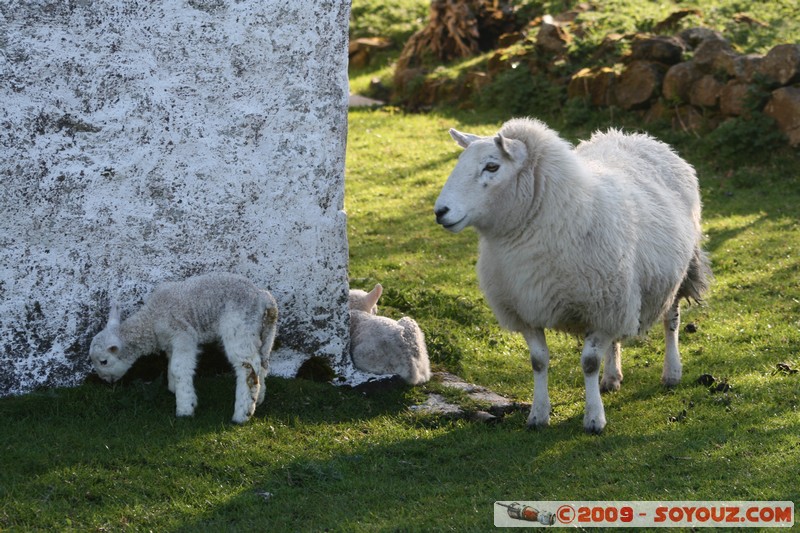 Skye - Uig - Sheep
Uig, Highland, Scotland, United Kingdom
Mots-clés: animals Mouton