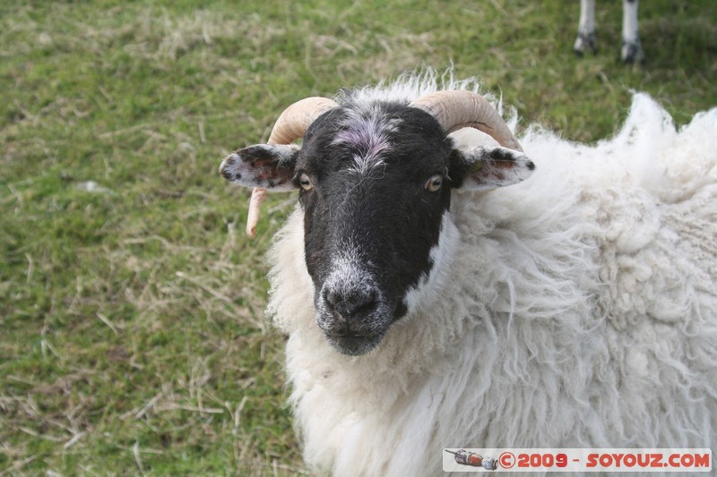 Hebridean Islands - Lewis - Eoropie - Sheep
Knockaird, Western Isles, Scotland, United Kingdom
Mots-clés: animals Mouton
