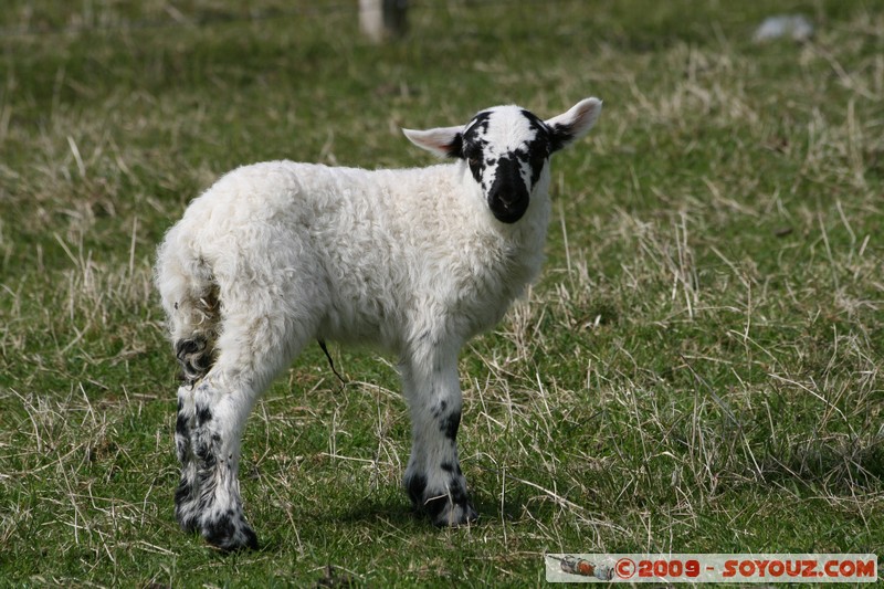 Hebridean Islands - Lewis - Eoropie - Lamb
B8014, Eilean Siar HS2 0, UK
Mots-clés: animals Mouton