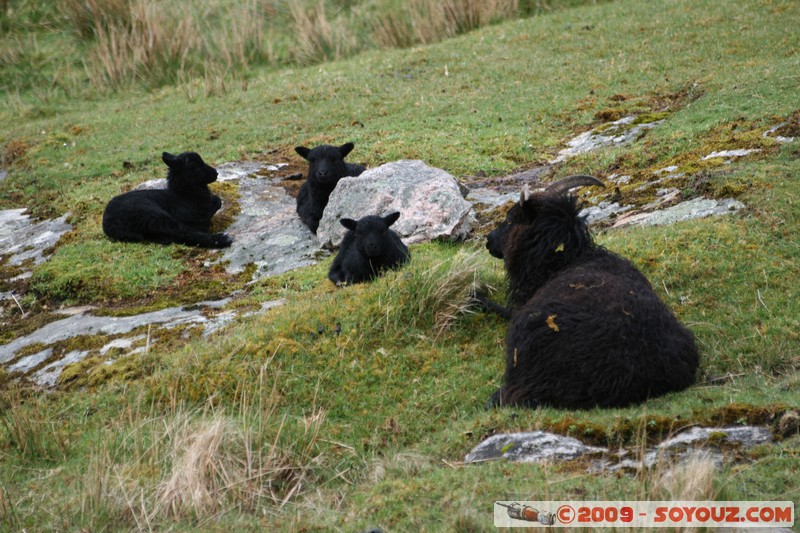 Hebridean Islands - Harris - Black sheep
B887, Eilean Siar HS3 3, UK
Mots-clés: animals Mouton