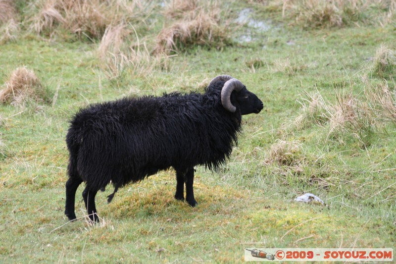 Hebridean Islands - Harris - Black sheep
B887, Eilean Siar HS3 3, UK
Mots-clés: animals Mouton