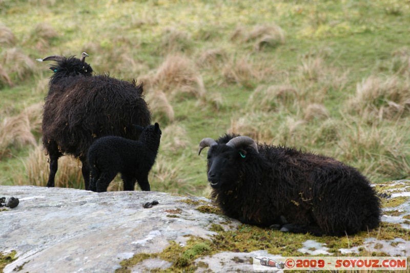 Hebridean Islands - Harris - Black sheep
B887, Eilean Siar HS3 3, UK
Mots-clés: animals Mouton