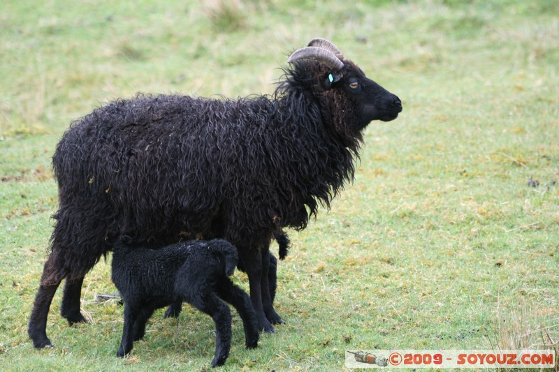 Hebridean Islands - Harris - Black sheep
B887, Eilean Siar HS3 3, UK
Mots-clés: animals Mouton