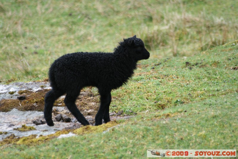 Hebridean Islands - Harris - Black sheep
B887, Eilean Siar HS3 3, UK
Mots-clés: animals Mouton