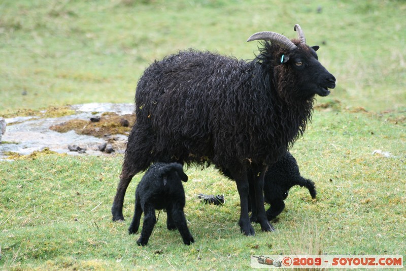 Hebridean Islands - Harris - Black sheep
B887, Eilean Siar HS3 3, UK
Mots-clés: animals Mouton
