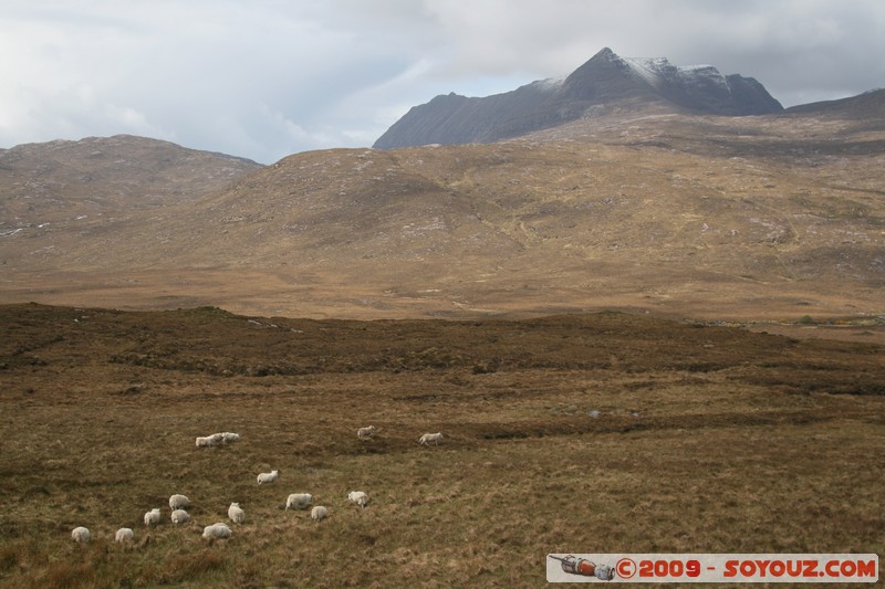 Highland - Ben More Coigach
A835, Highland IV26 2, UK
Mots-clés: paysage Montagne Neige animals Mouton