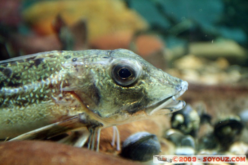 Orkney Marine Life Aquarium
Saint Margarets Hope, Orkney, Scotland, United Kingdom
Mots-clés: animals Poisson