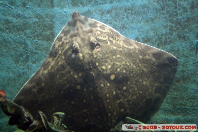 Orkney Marine Life Aquarium
