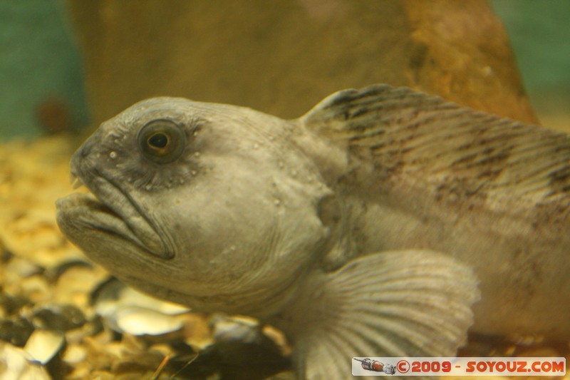 Orkney Marine Life Aquarium
Saint Margarets Hope, Orkney, Scotland, United Kingdom
Mots-clés: animals Poisson