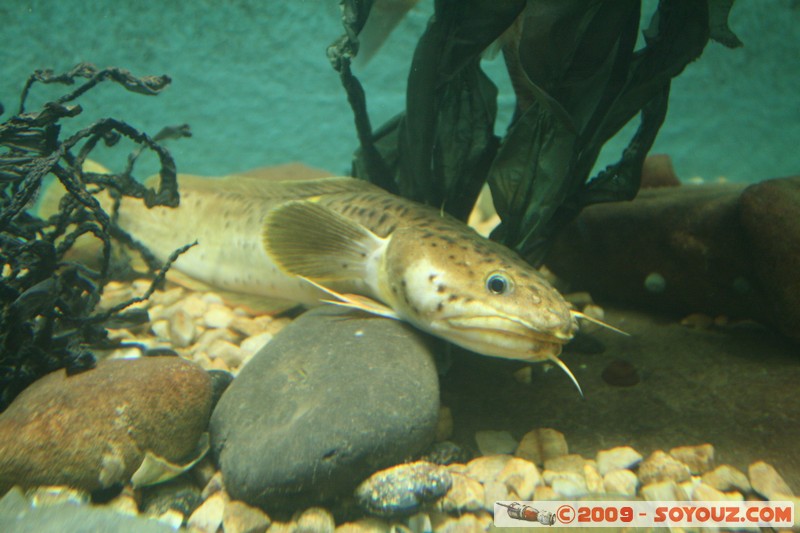 Orkney Marine Life Aquarium
Saint Margarets Hope, Orkney, Scotland, United Kingdom
Mots-clés: animals Poisson