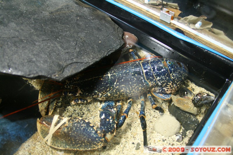 Orkney Marine Life Aquarium
Saint Margarets Hope, Orkney, Scotland, United Kingdom
Mots-clés: Homard animals