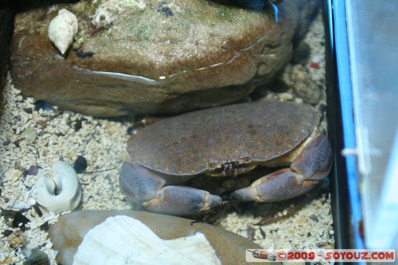 Orkney Marine Life Aquarium
Saint Margarets Hope, Orkney, Scotland, United Kingdom
Mots-clés: animals crabe