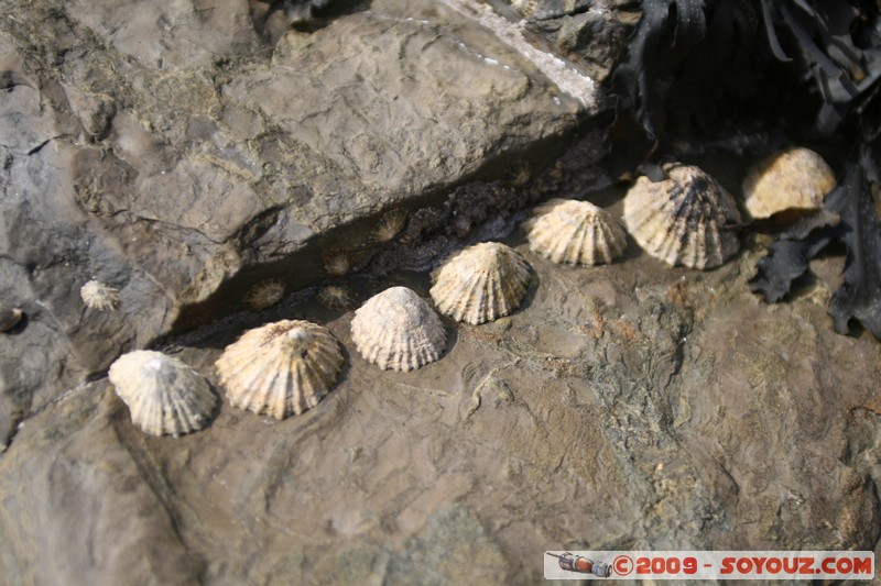 Orkney - Brough of Birsay - shellfish
Birsay, Orkney, Scotland, United Kingdom
Mots-clés: coquillage