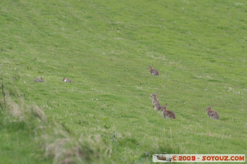 Orkney - Rousay - Hare
Mots-clés: animals Lapin