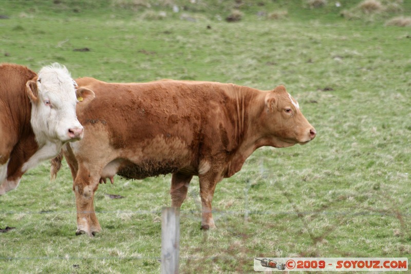 Orkney - Rousay - Cows
Mots-clés: animals vaches