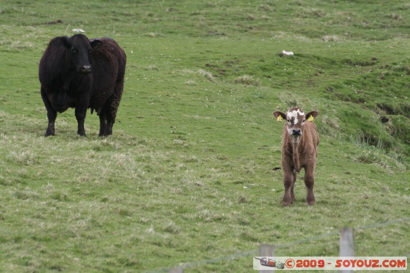 Orkney - Rousay - Cows
B9064, Orkney Islands KW17 2, UK
Mots-clés: animals vaches