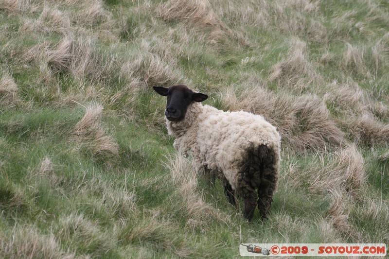 Orkney - Rousay - Lamb
B9064, Orkney Islands KW17 2, UK
Mots-clés: animals Mouton