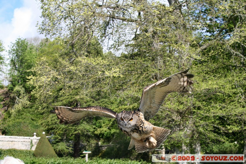 Highland - Dunrobin Castle - Birds of prey demonstration
Mots-clés: animals oiseau chouette