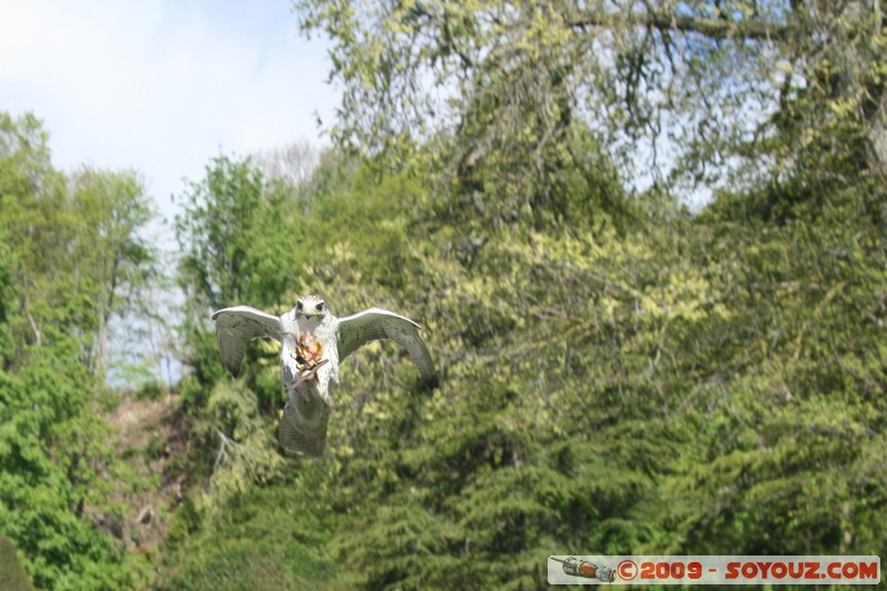 Highland - Dunrobin Castle - Birds of prey demonstration
Mots-clés: animals oiseau Aigle