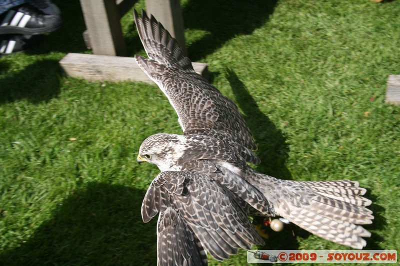 Highland - Dunrobin Castle - Birds of prey demonstration
Mots-clés: animals oiseau Aigle