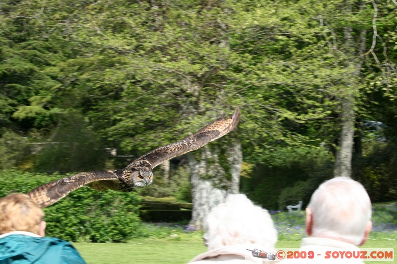 Highland - Dunrobin Castle - Birds of prey demonstration
Mots-clés: animals oiseau Aigle