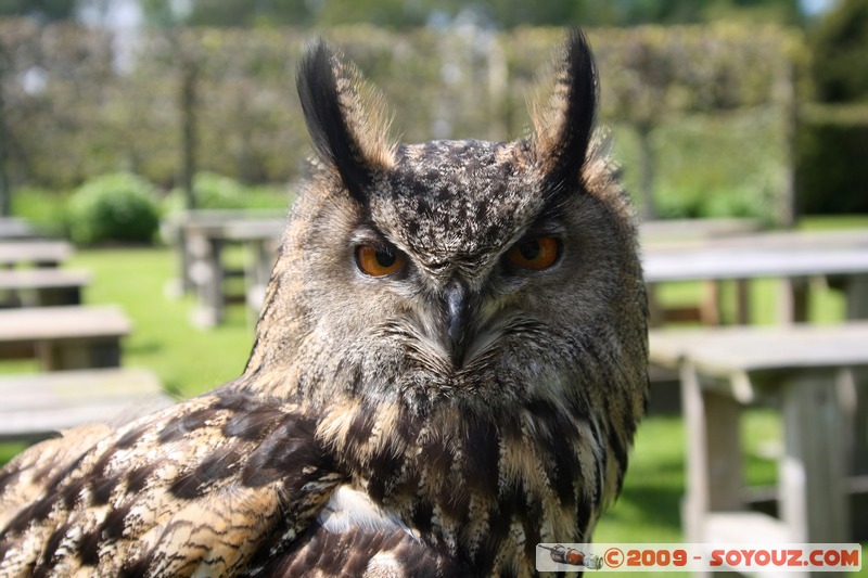 Highland - Dunrobin Castle - Birds of prey demonstration
Mots-clés: animals oiseau chouette