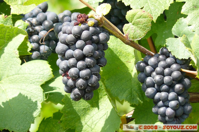 Grandvaux - Raisin
Mots-clés: Raisin patrimoine unesco fruit vignes