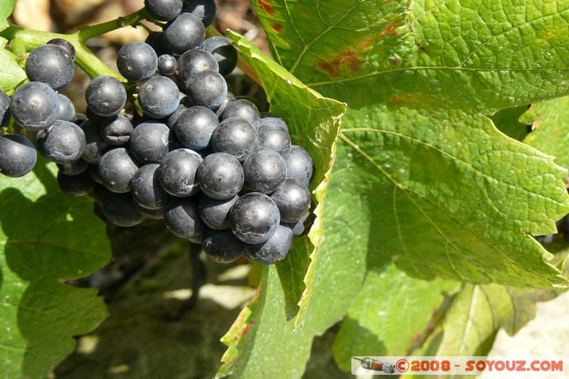 Grandvaux - Raisin
Mots-clés: Raisin patrimoine unesco fruit vignes