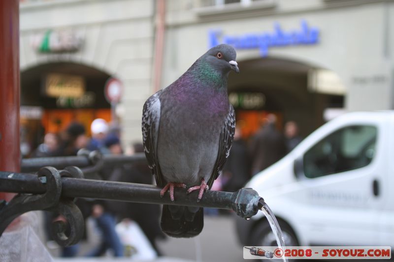 Berne - Pfeiferbrunnen - Pigeon
Mots-clés: animals oiseau pigeon Fontaine