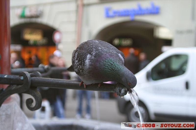 Berne - Pfeiferbrunnen - Pigeon
Mots-clés: animals oiseau pigeon Fontaine