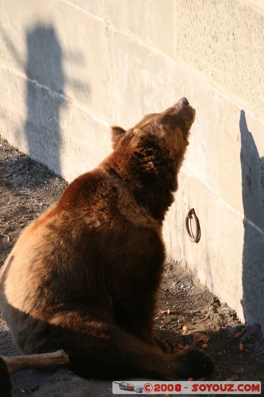 Berne - Ours
Mots-clés: animals ours