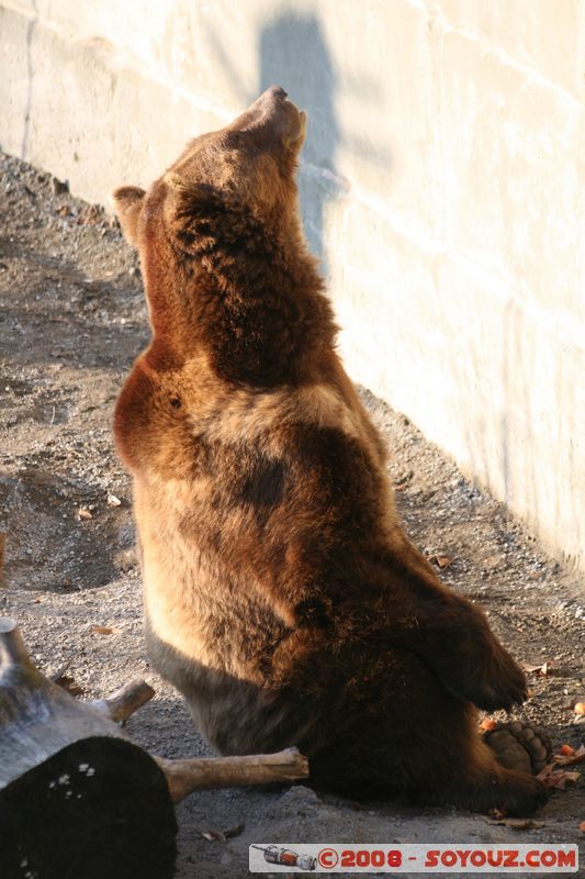 Berne - Ours
Mots-clés: animals ours