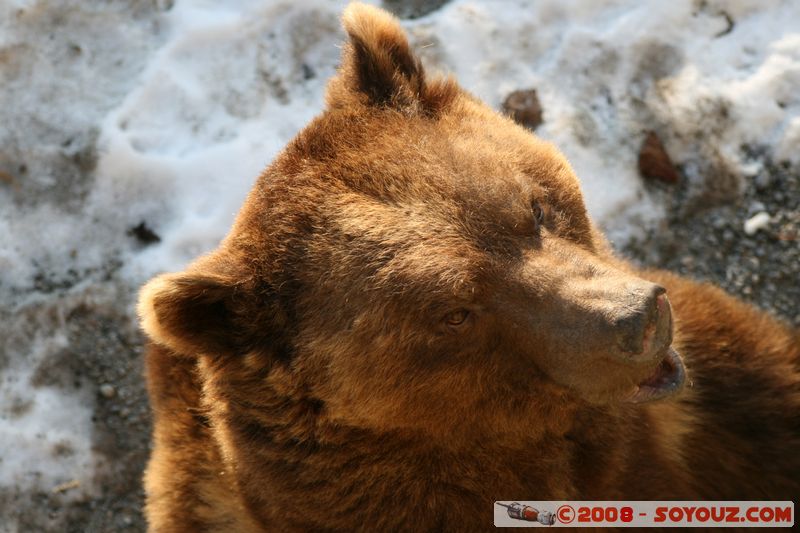 Berne - Ours
Mots-clés: animals ours