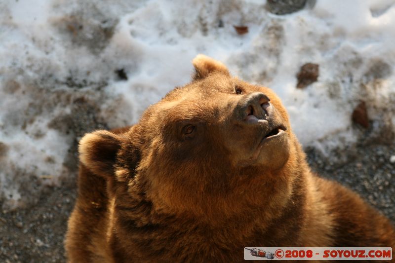 Berne - Ours
Mots-clés: animals ours