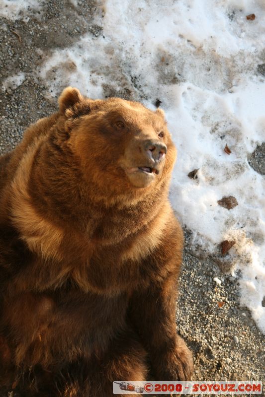 Berne - Ours
Mots-clés: animals ours