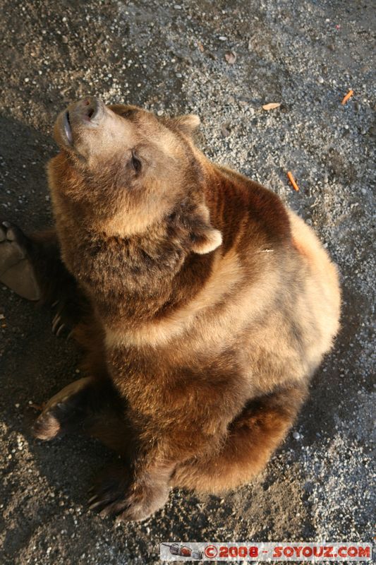 Berne - Ours
Mots-clés: animals ours