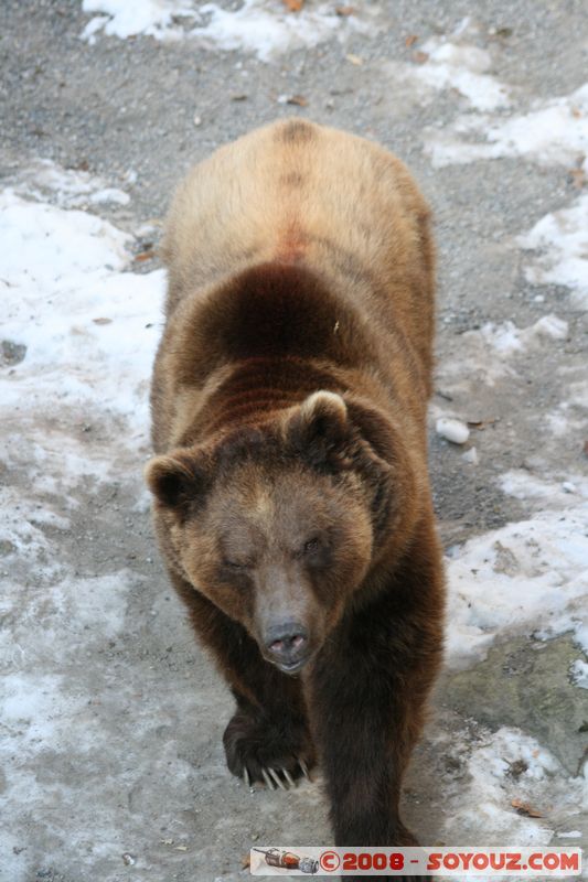 Berne - Ours
Mots-clés: animals ours