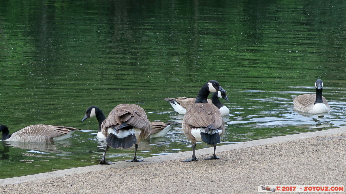 London - Hyde Park
Mots-clés: England GBR geo:lat=51.50602167 geo:lon=-0.16460333 geotagged Knightsbridge Knightsbridge and Belgravia Ward Royaume-Uni London Londres Hyde Park animals oiseau oie