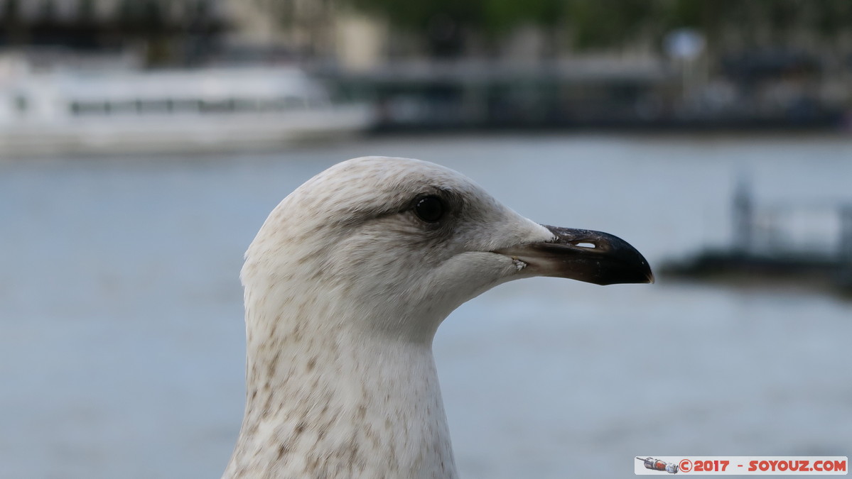 London - Seagull
Mots-clés: Bishop's Ward City of Westminster England GBR geo:lat=51.50125262 geo:lon=-0.11985095 geotagged Royaume-Uni London Londres Lambeth oiseau animals Mouette Riviere thames thamise