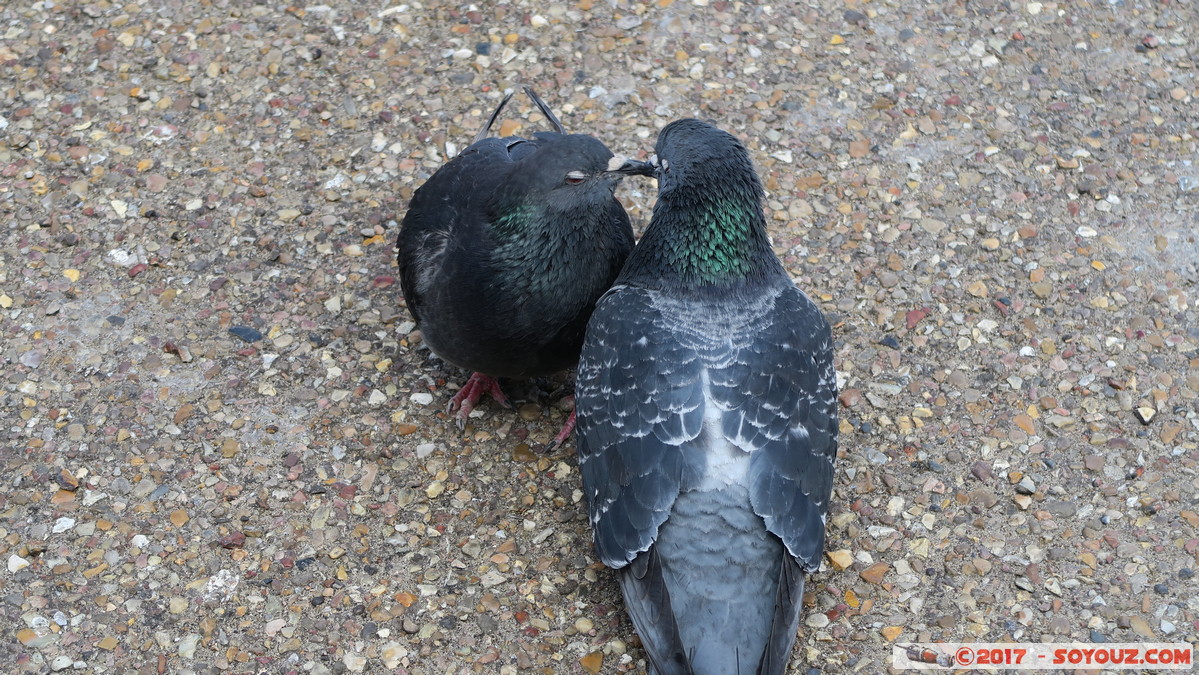 London - Pigeons in love
Mots-clés: Cathedrals Ward England GBR geo:lat=51.50856472 geo:lon=-0.10056590 geotagged Puddle Dock Royaume-Uni London Londres animals oiseau pigeon